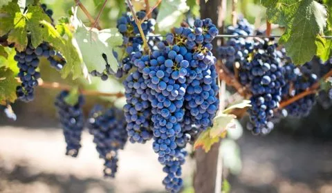 Domaine Henri Bonneau